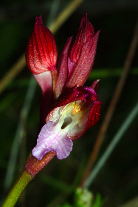 Orchis papilionacea